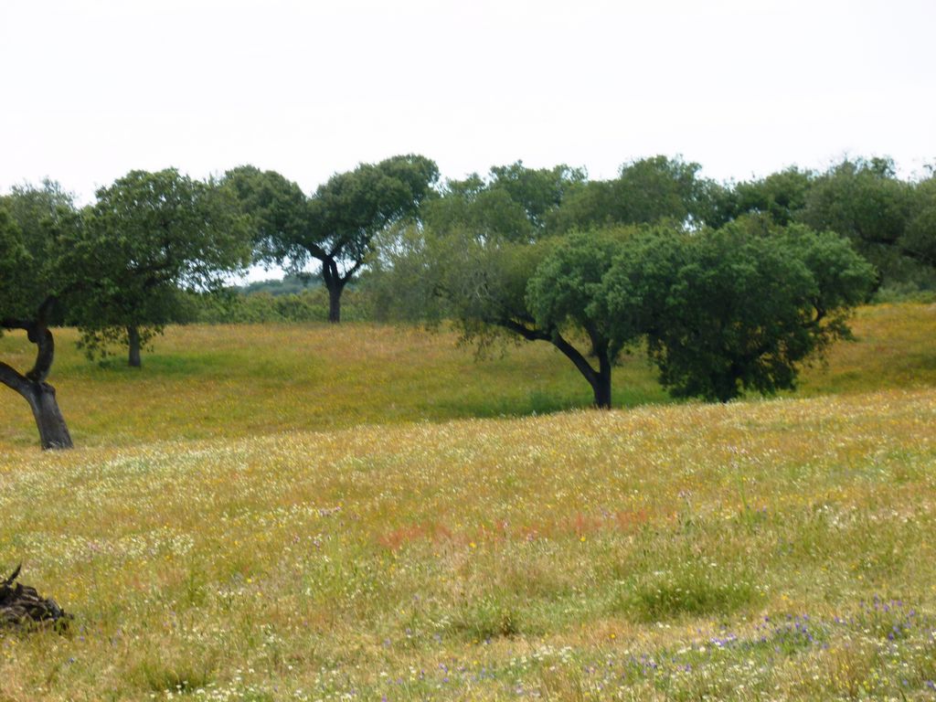 Herdade